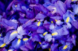 英雄联盟总决赛直播-跨次元金杯，当芬兰雪原迎战阿尔及利亚沙漠，阿拉巴在数据洪流中打出唯一统治力