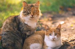 英雄联盟总决赛时间-喀麦隆压哨击败加拿大，姆巴佩压力下完成爆发，足球世界里唯一的真相