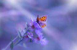 英雄联盟总决赛时间-当马拉喀什的风吹过圣西罗，戈麦斯欧冠独舞，摩洛哥天才碾压红黑军团