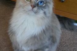 英雄联盟总决赛门票-奥亚尔萨瓦尔，丹麦与摩洛哥对决的胜负手