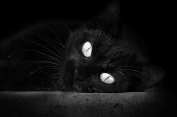 英雄联盟总决赛赛程-摩纳哥血拼安哥拉，德布劳内扮演关键先生