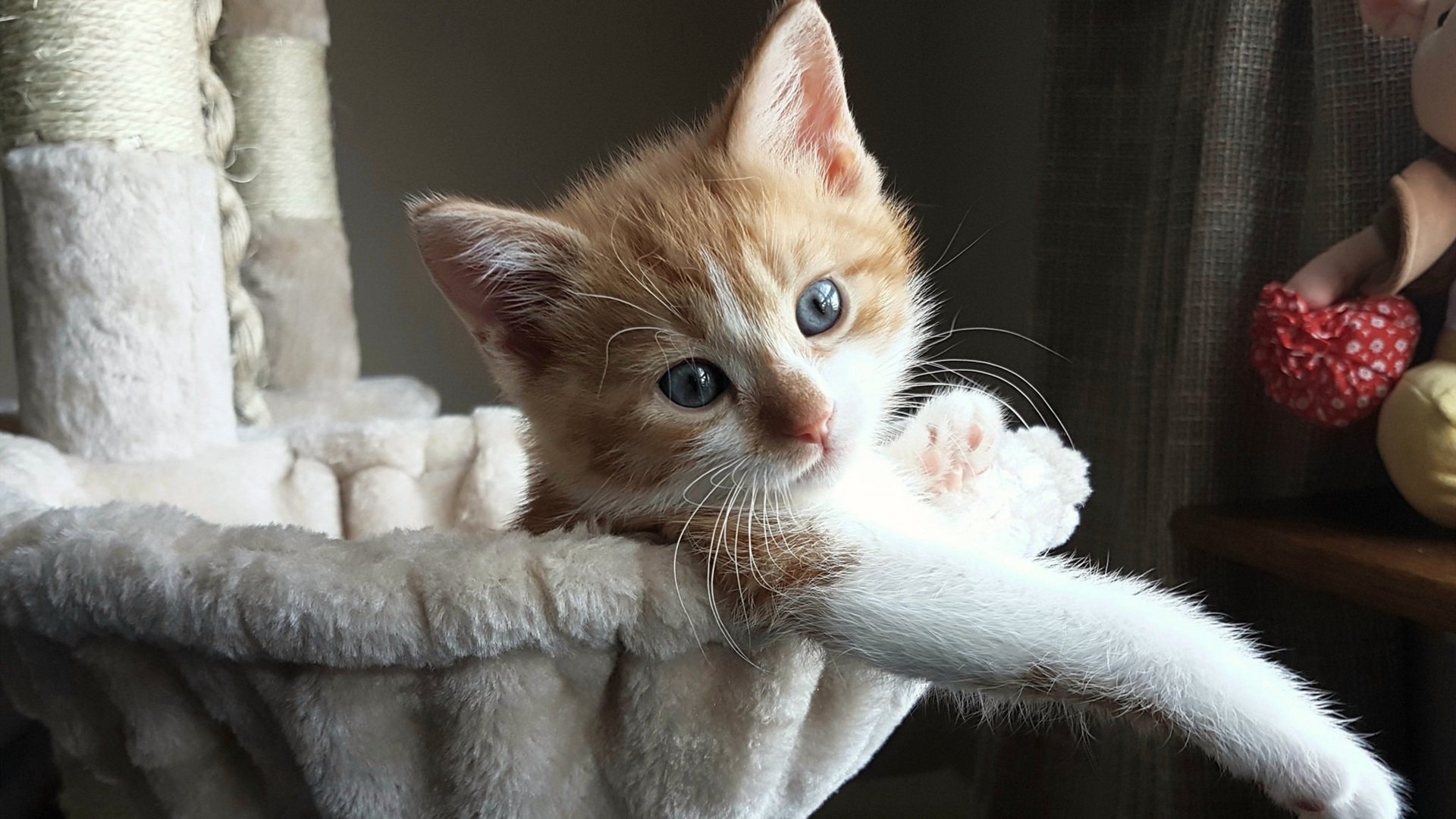 保罗双端统治力爆表，北京队稳稳擒下吉林队