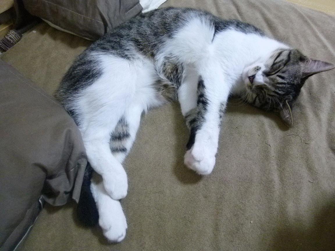 智利尖刀终结悬念！孔德无争议全场最佳，罗马欧战梦碎