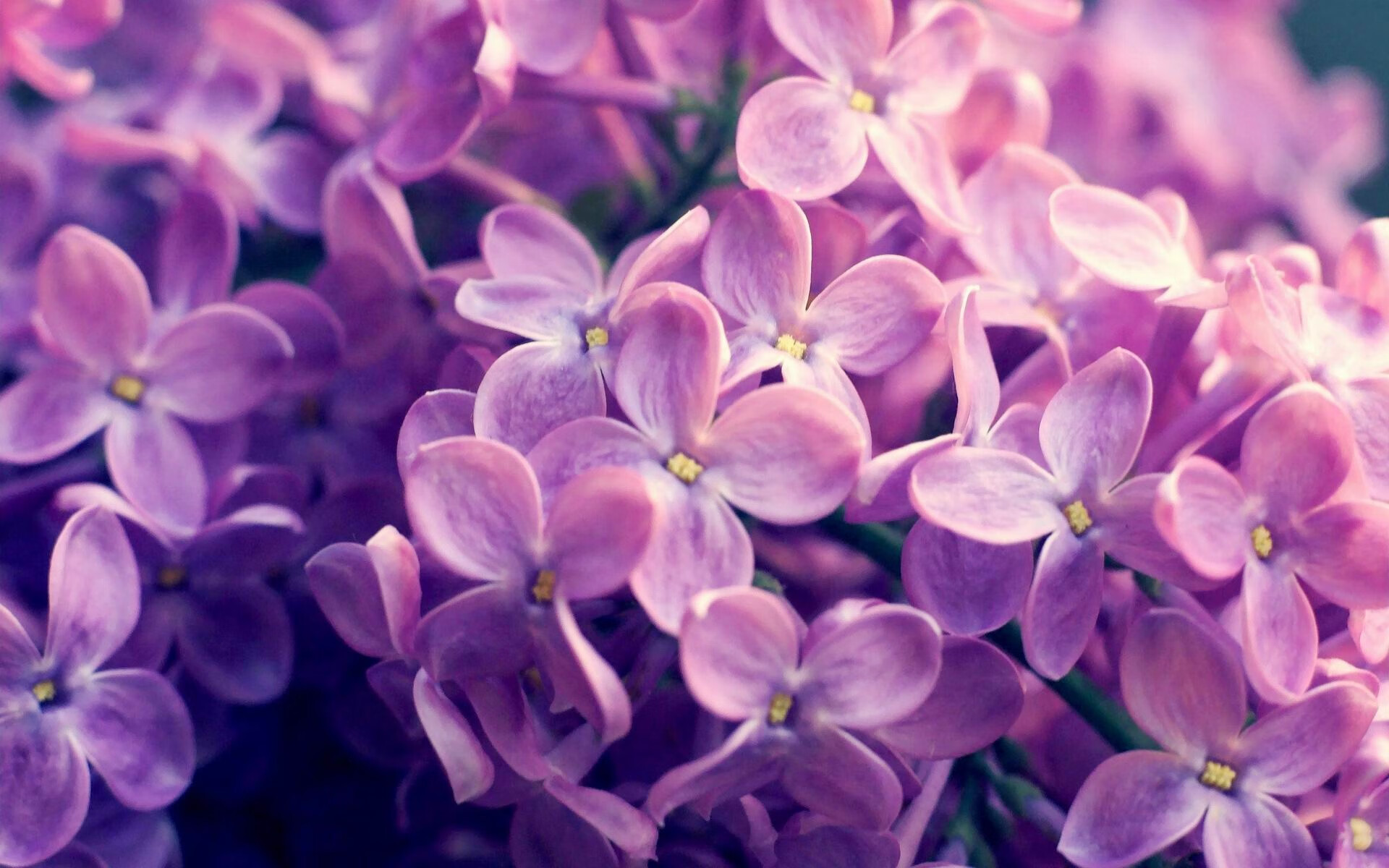 基耶萨一锤定音,丹麦全面压制加纳夺胜