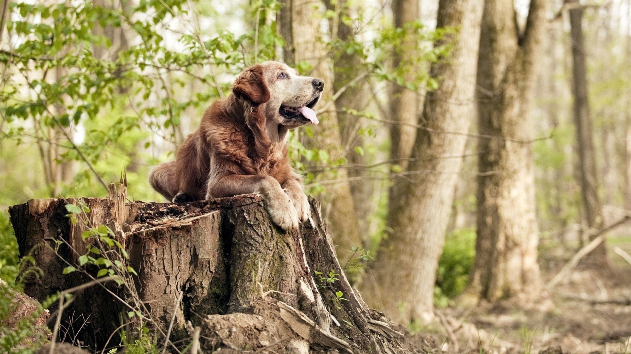 改写剧本,当新疆队掀翻勇士,米切尔在欧冠决赛接管比赛