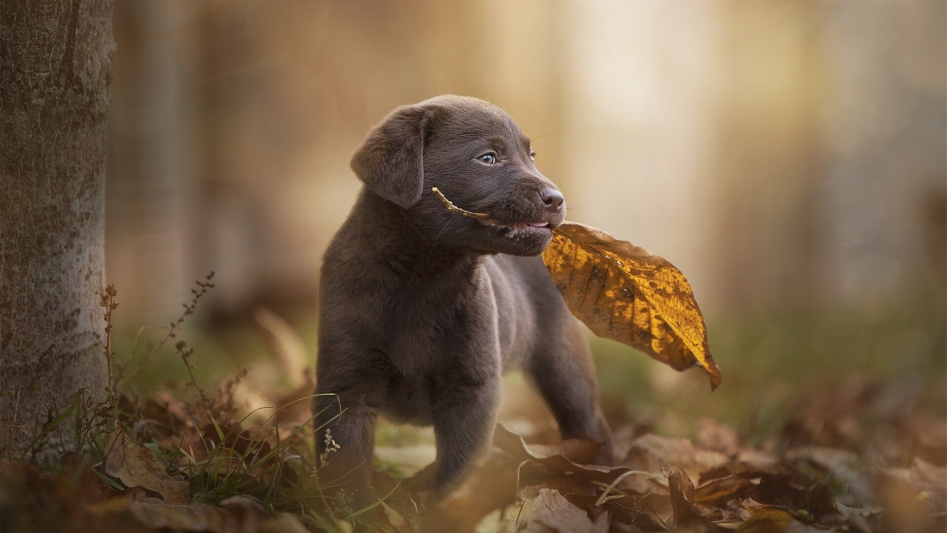 波斯铁骑的终极封锁,里昂的伊萨克难题与伊朗战术的无解之谜
