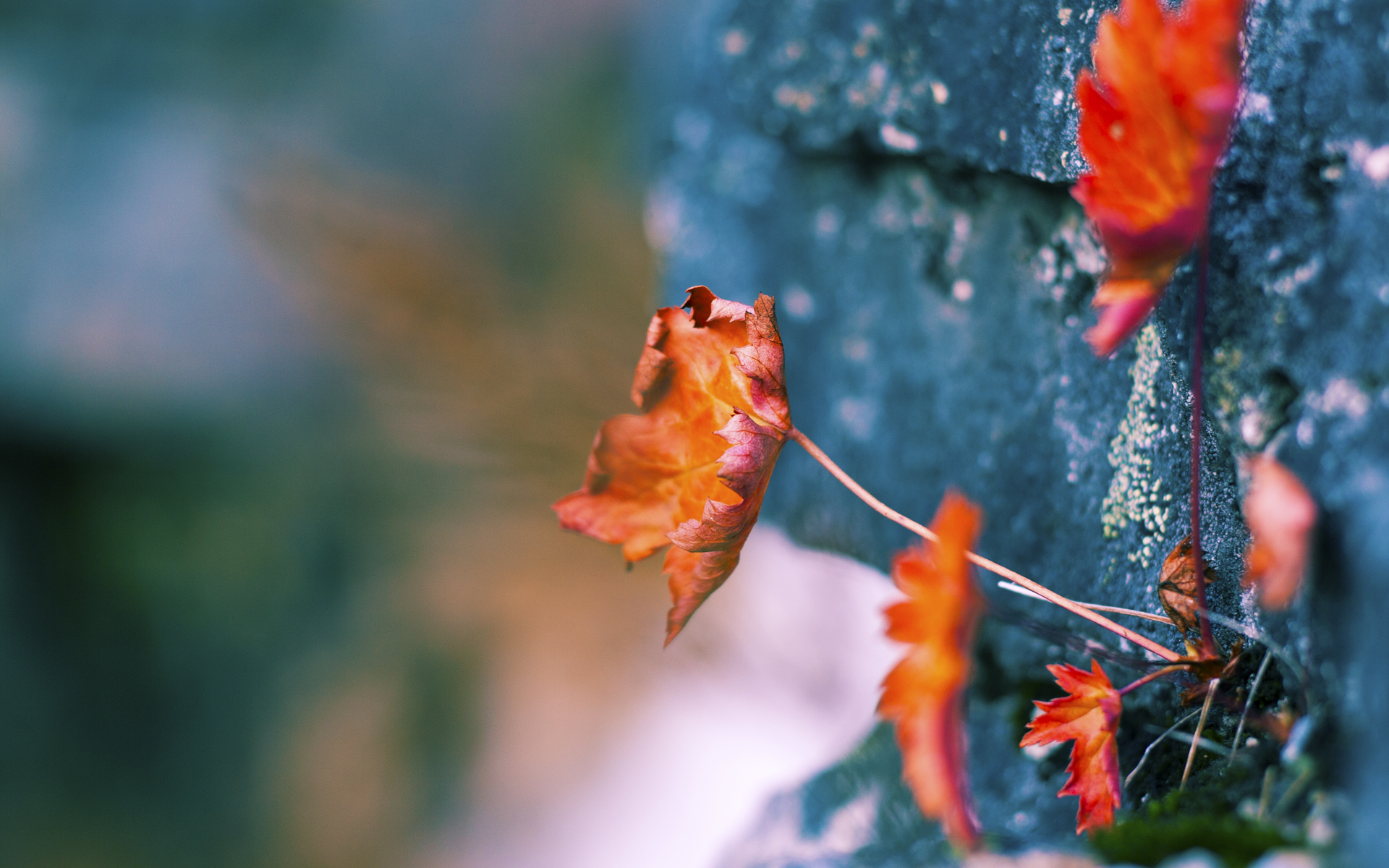 平行时空的绝响，当广东终结爵士连胜，德罗赞在欧冠半决赛封神