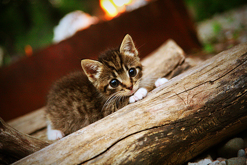 阿尔瓦雷斯无解破局，勒沃库森以巧破力击沉马赛