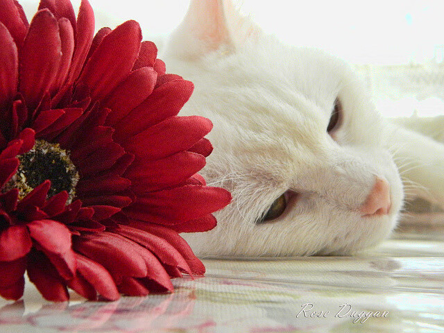 绿茵场与赛道上的统治力，巴西狂胜冰岛与斯通斯的F1争冠接管