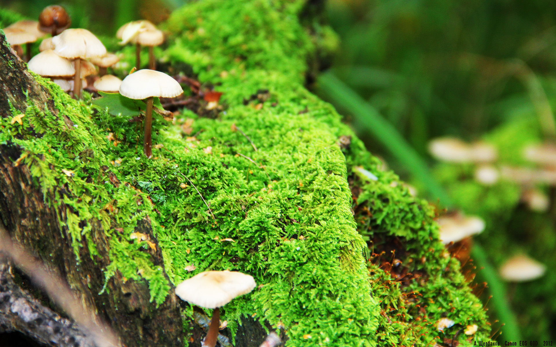 暗夜高塔，当德里赫特成为唯一光柱