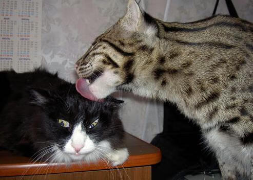 爆！戈贝尔禁区内核爆，太阳决胜局外线制导带走公牛