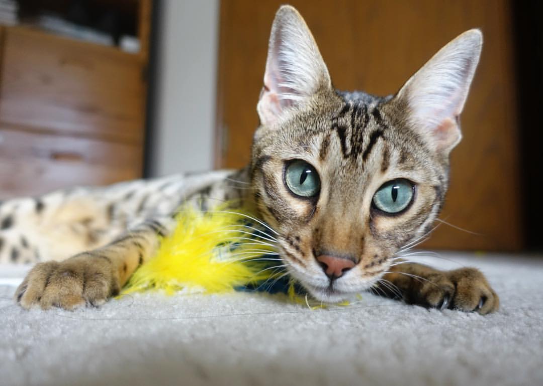 当橙色烟花提前升起，坎特如何让摩纳哥的童话沦为丹麦的序章