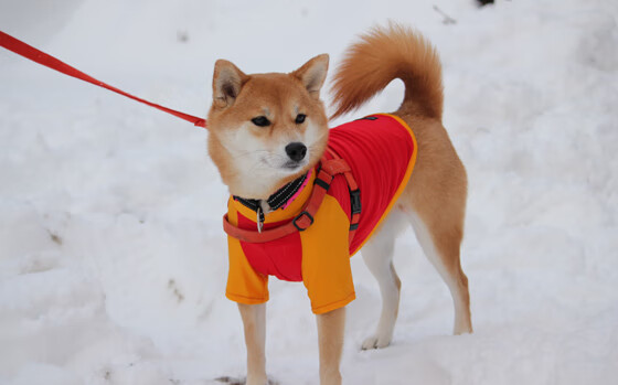 西决之巅与帝国黄昏,当久保建英在篮球场上踏平巴西