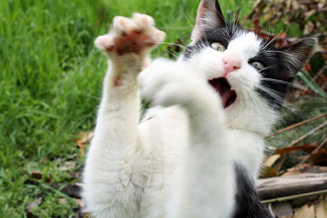 武切维奇关键发挥助篮网力克公牛，强势拿下胜利