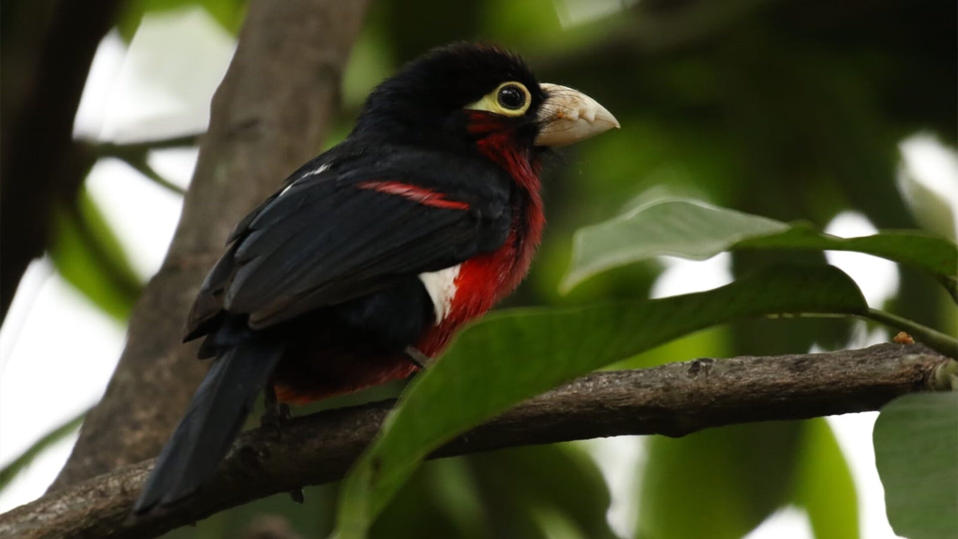 四秒的重生,一个球员在奥运周期关键战中1460天的循环