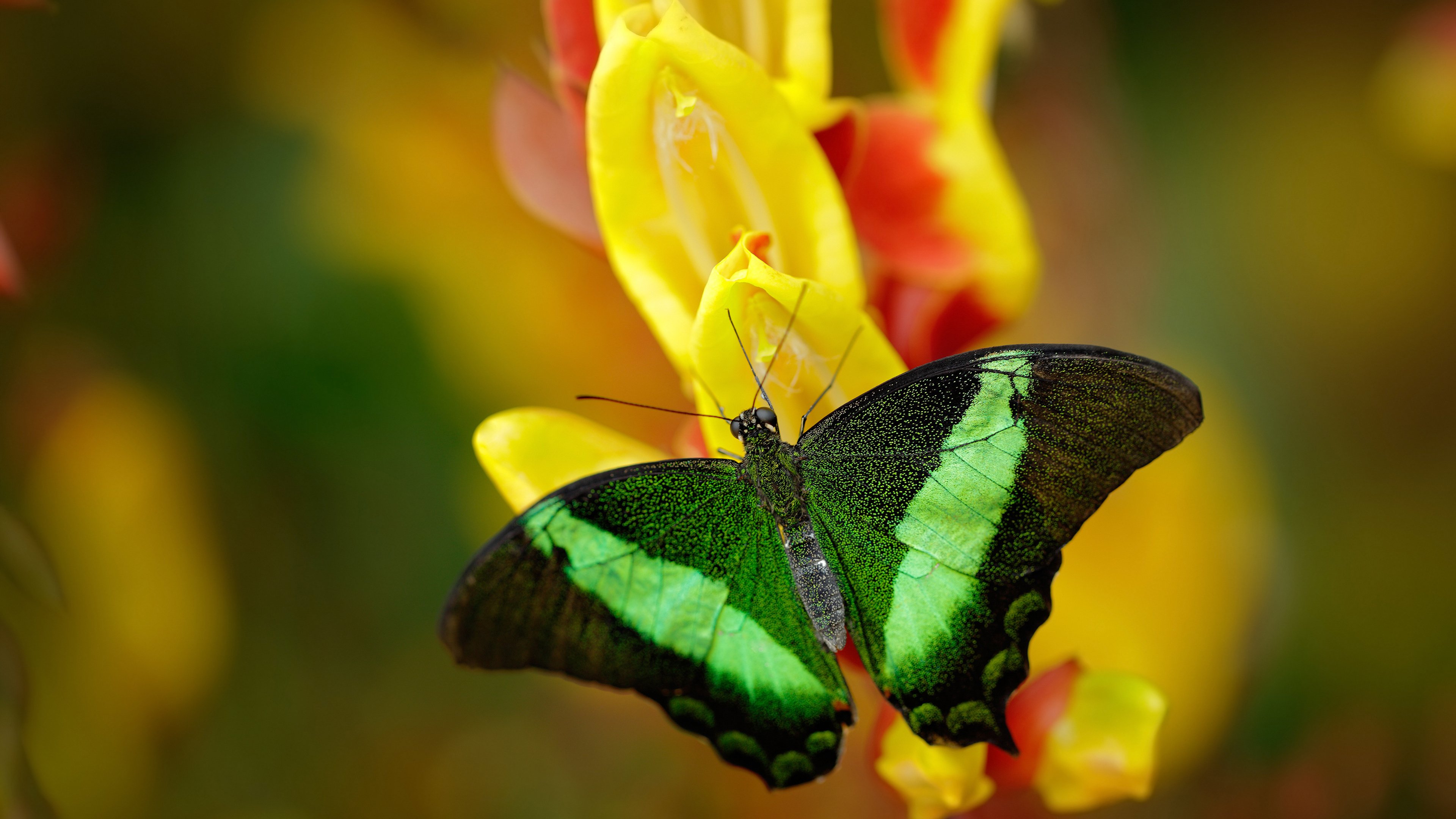 平行宇宙的绿茵场,当日本稳稳拿下墨西哥时,皮克正在另一时空带队取胜