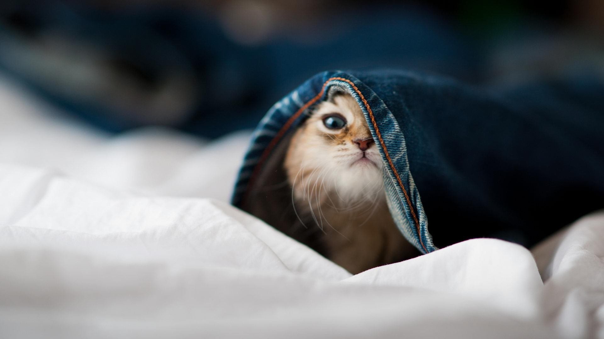 蛰伏的箭矢，淬火一战，范弗利特在重压下迸发的涅槃之火