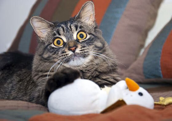 跨界风暴，当诺坎普的星光洒进斯台普斯，伦纳德如何用国家德比级表现加冕为王