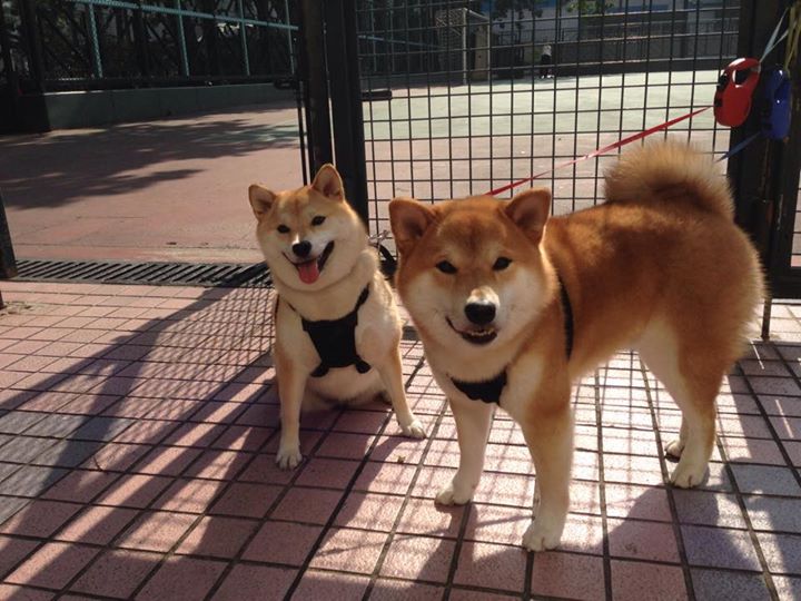 绿茵无声处听惊雷，当佩德里在虚拟战场爆发，英格兰于现实绝境求生