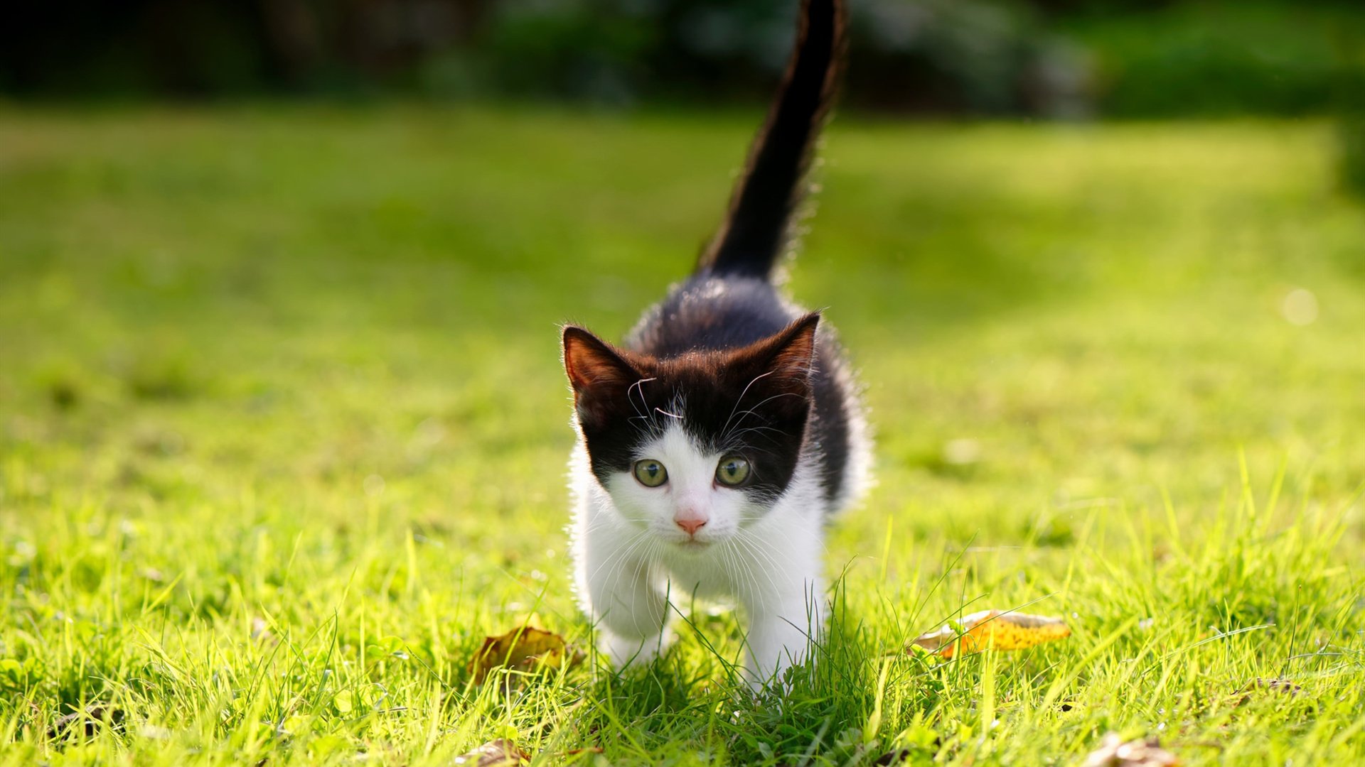 稳定性铸就争冠基石，浙江队鏖战胜老鹰，欧文输出如钟表