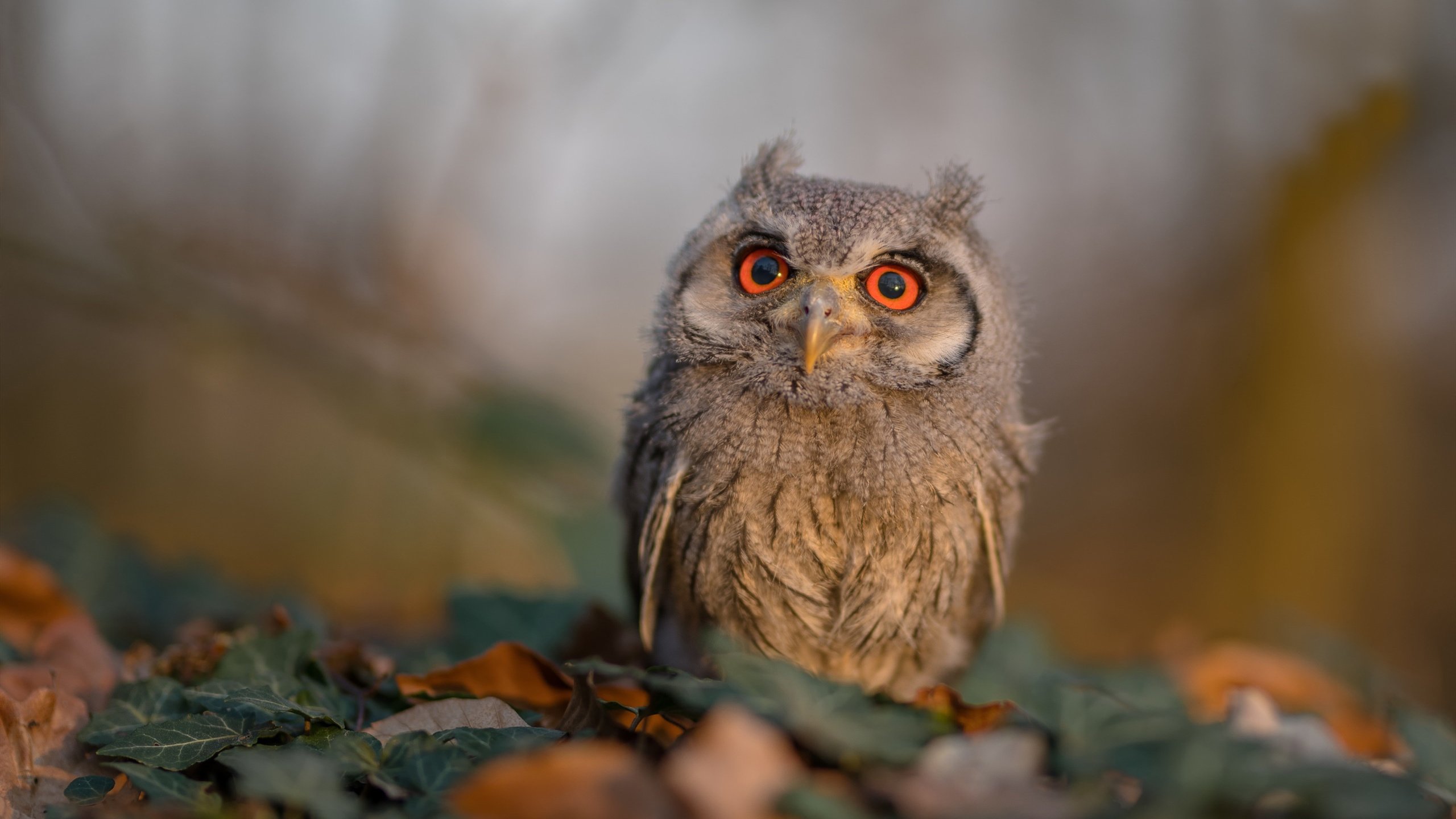 疆场英雄，独行侠的意外与詹姆斯的必然