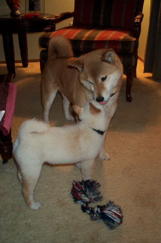 钢铁城墙前的致命刺客，当76人锁死全队，布伦森一人凿穿整条防线