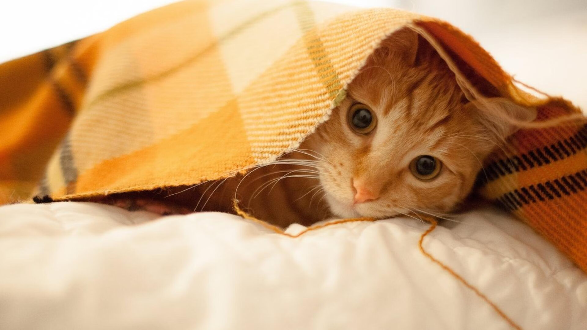 攻防双极，当湖人筑起叹息之墙，利拉德在世界的边缘接管比赛